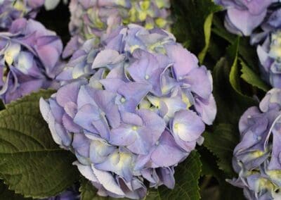 Hydrangea