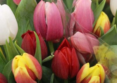 Tulips